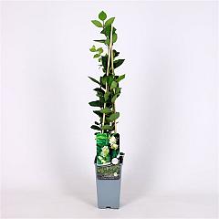 Lonicera fragrantissima