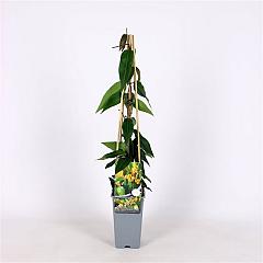 Lonicera henryi 'Copper Beauty'