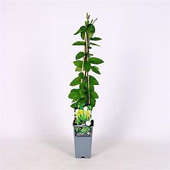 Lonicera jap. 'Hall's Prolific'