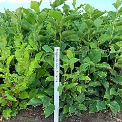 Magnolia soul. 'Superba'