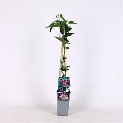 Passiflora violacea 'Victoria'