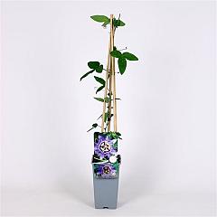 Passiflora 'Purple Haze'