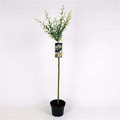 Salix integra 'Hakuro-nishiki'