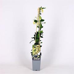 Trachelospermum j. Star of Toscane