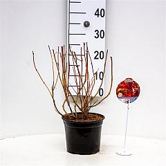 Weigela florida 'Wings of Fire'