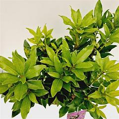 Rhododendron ponticum