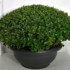 Rhododendron (AJ) 'Purple Splendor'