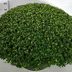 Rhododendron (AJ) 'Purple Splendor'