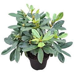 Rhododendron 'Belami'