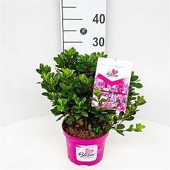 Azalea bloomchampion