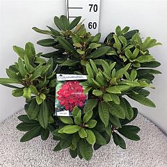Rhododendron 'Leo'