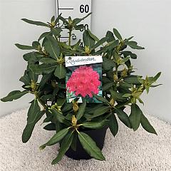 Rhododendron 'Nova Zembla'