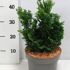 Chamaecyparis o. 'Nana Gracilis'