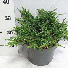 Juniperus comm. 'Repanda'