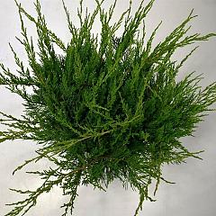 Juniperus pf. 'Mint Julep'