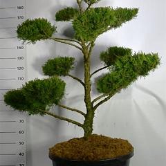 Juniperus pf. 'Mint Julep'