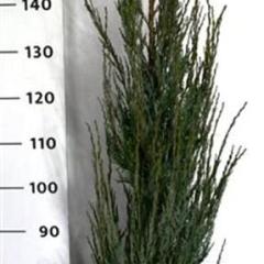 Juniperus scop. 'Blue Arrow'
