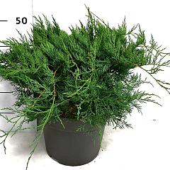 Juniperus virg. 'Grey Owl'