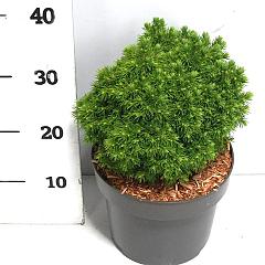 Picea glauca 'Alberta Globe'