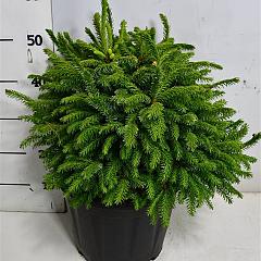 Picea omorika 'Nana'