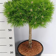 Pinus densiflora 'Low Glow'