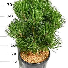 Pinus heldreichii 'Malinki'
