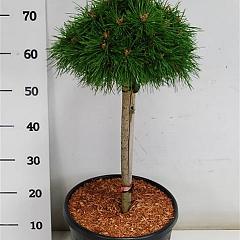 Pinus mugo 'Benjamin'