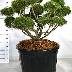 Pinus mugo 'Gnom'