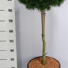 Pinus mugo 'Lilliput'