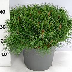 Pinus mugo mugo