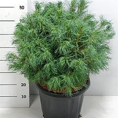 Pinus strobus 'Wiggles'