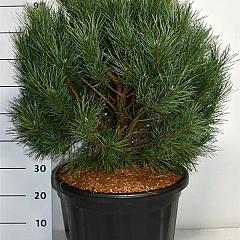 Pinus sylvestris 'Watereri'