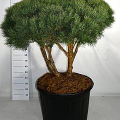 Pinus sylvestris 'Watereri'