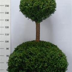 Taxus baccata