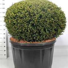 Taxus baccata