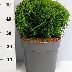 Thuja occ. 'Danica'