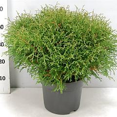 Thuja occ. 'Mr Bowling Ball'