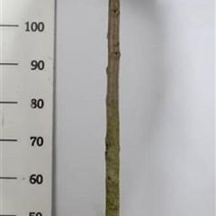 Thuja occ. 'Smaragd'