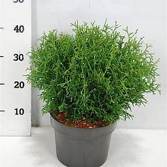 Thuja occ. 'Tiny Tim'