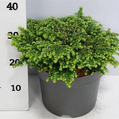 Tsuga can. 'Popeleski'