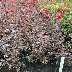 Acer pal. 'Bloodgood'