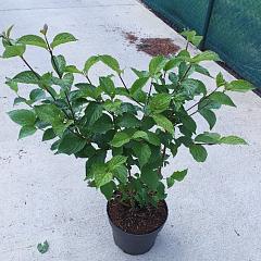 Cornus alba 'Sibirica'