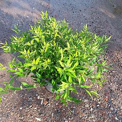 Deutzia gracilis 'Nikko'