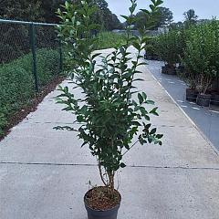 Ligustrum ovalifolium