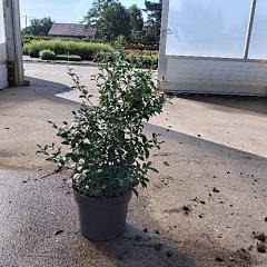 Osmanthus burkwoodii