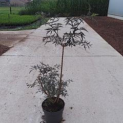 Sambucus nigra 'Black Lace'