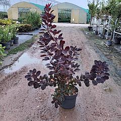 Cotinus cog. 'Royal Purple'