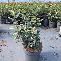 Elaeagnus ebb. 'Compacta'