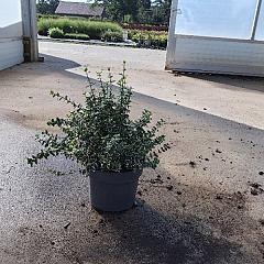 Euonymus fort. 'Emerald Gaiety'