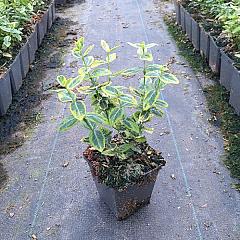 Euonymus fort. 'Emerald 'n' Gold'